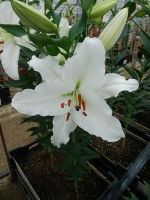 [4257 Indus No02.JPG]